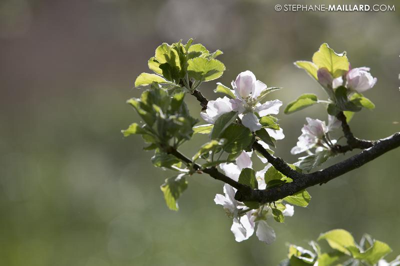 Du cidre breton à la Cidrerie Sorre