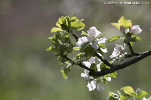 Du cidre breton à la Cidrerie Sorre
